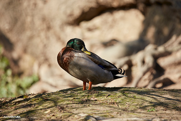 IMG_0204 copy